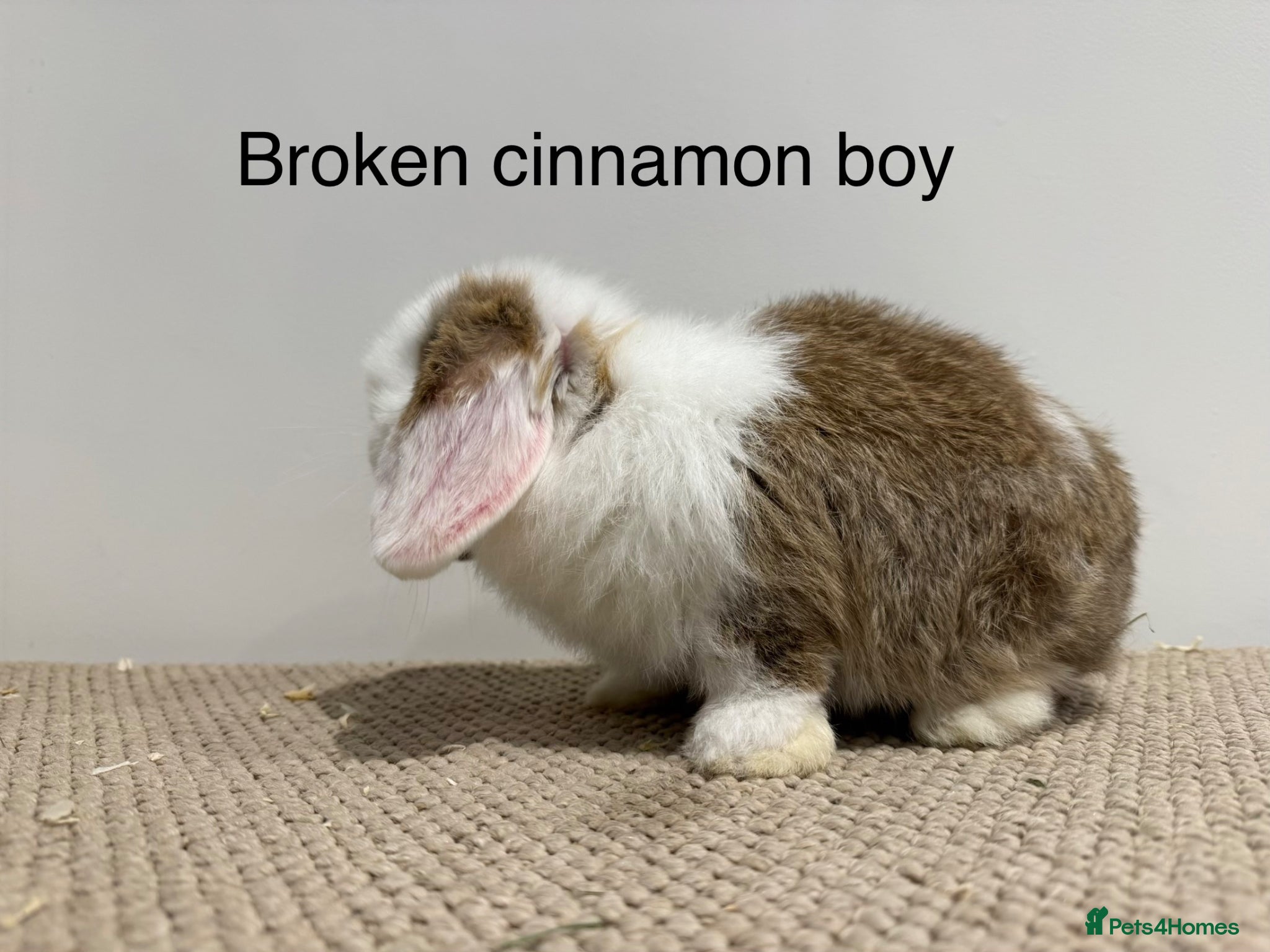 Mini Lop rabbits 🐰3 mini lops nearly ready to go 🐰 - Advert 2