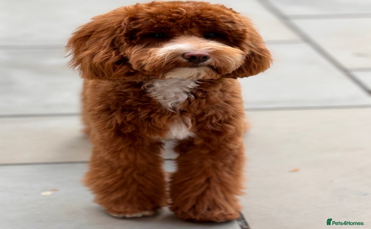 Mini Goldendoodle dogs - Advert 1