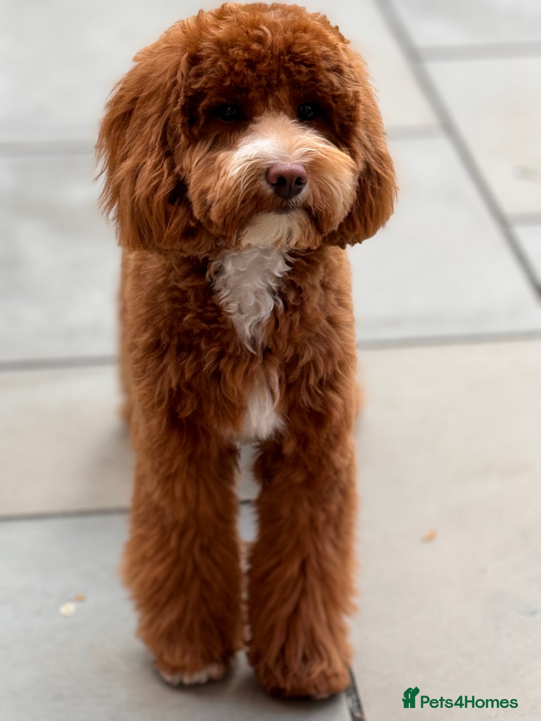 Mini Goldendoodle dogs for sale: 2-Year-Old Mini Goldendoodle  🐾 - Image 1