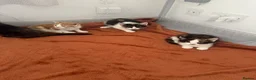 British Shorthair cats for sale: 7 kittens brown/tortoise shell/ ginger n white  - Advert 9