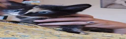 Mixed Breed cats for sale: KITTENS READY NOW - Advert 1