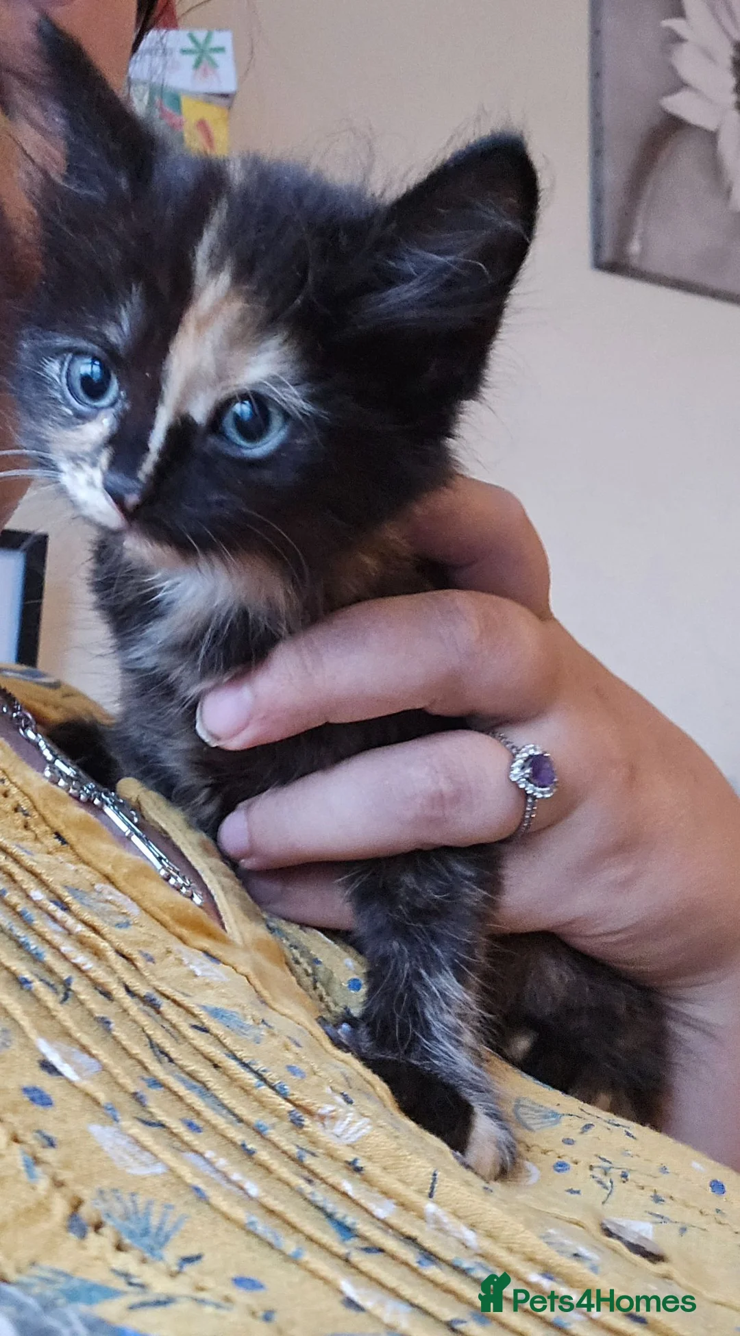 Mixed Breed cats for sale: KITTENS READY NOW - Advert 1