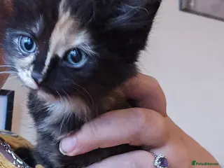 Mixed Breed cats KITTENS READY NOW - Advert 5