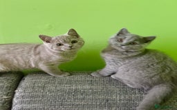 British Shorthair cats for sale: Beautiful British Shorthair kittens - Image 1