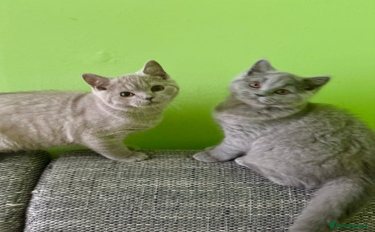 British Shorthair cats - Advert 12