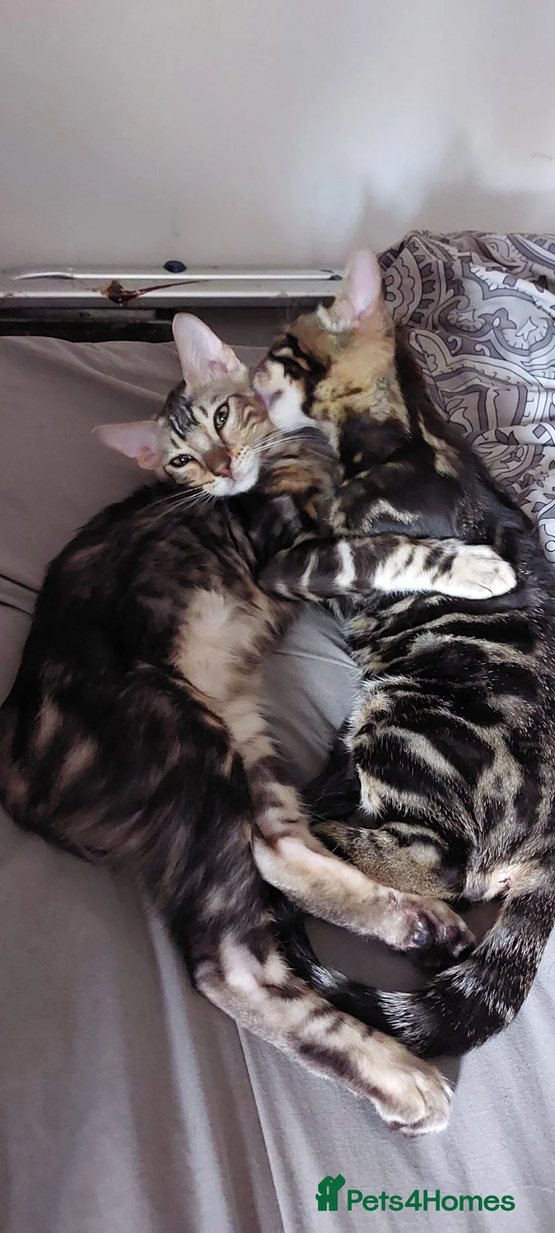 Bengal cats for sale: Stunning and sweet  bengal kittens - Advert 1