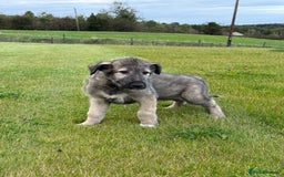 Irish Wolfhound dogs for sale: Irish wolfhound puppies - Image 6