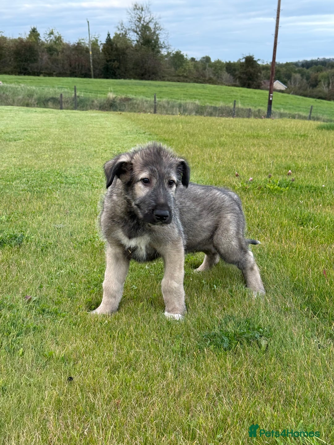 Irish Wolfhound dogs for sale: Irish wolfhound puppies - Image 6