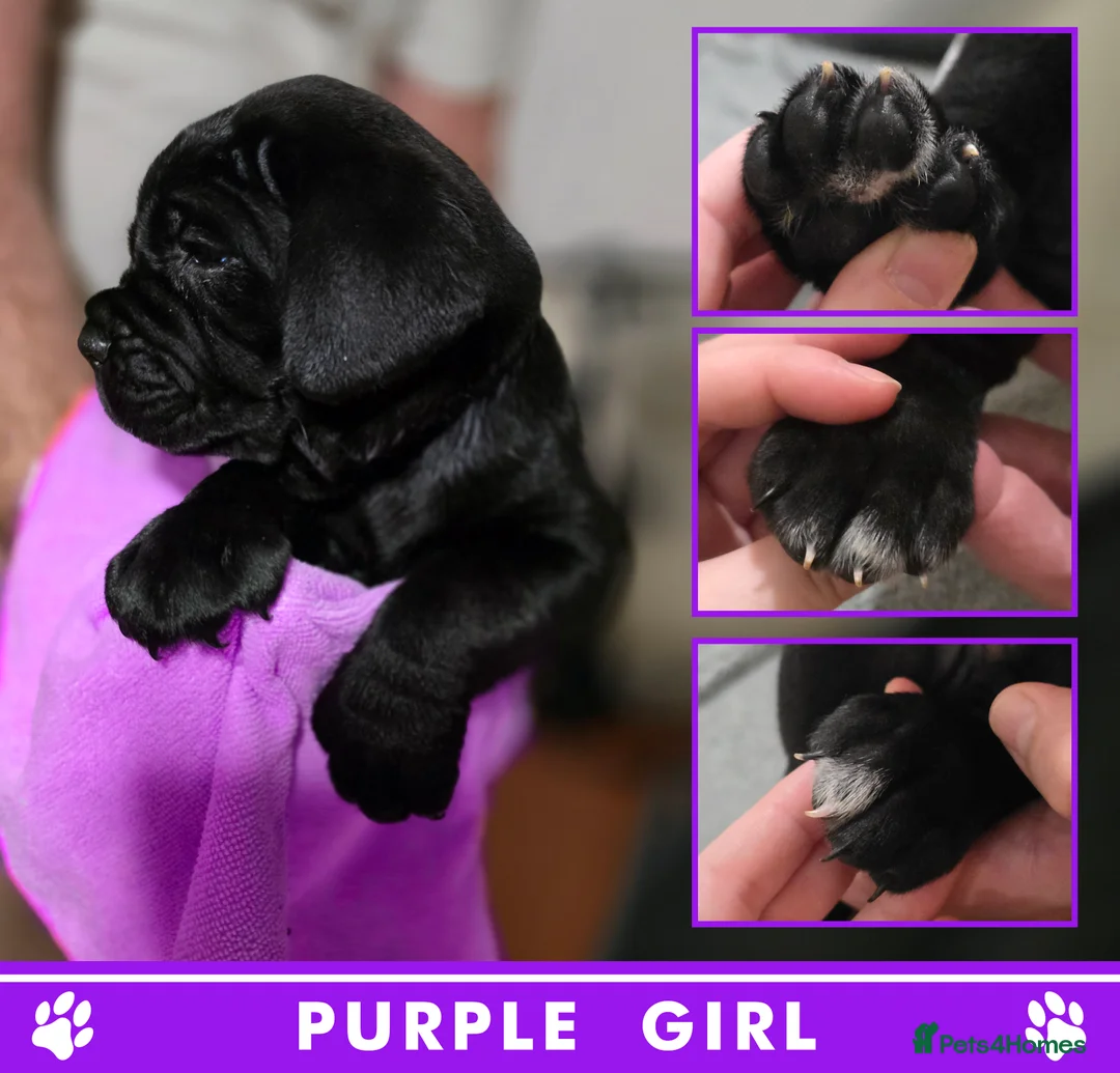 Cane Corso dogs for sale: ⭐️Cane Corso Pups⭐️Pure Championship Genes🏆 - Advert 17