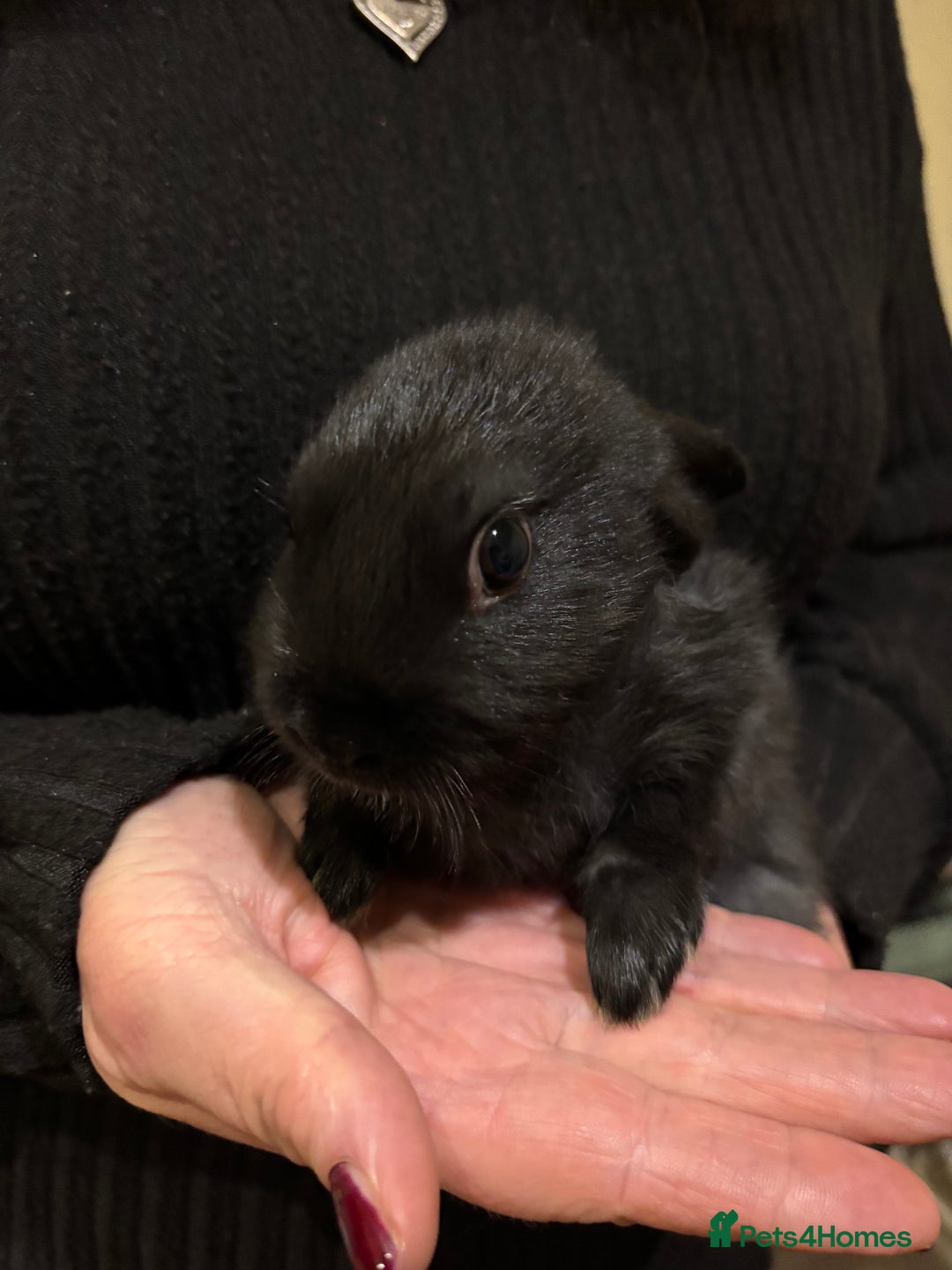 Mixed Breed rabbits for sale: 5 Rex/lionhead mix bunnies for sale - Advert 13