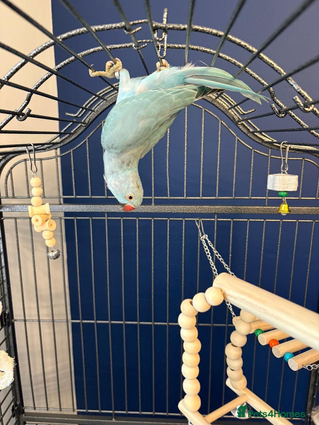 Ringnecks birds for sale: Blue male ringneck rehoming - Advert 3