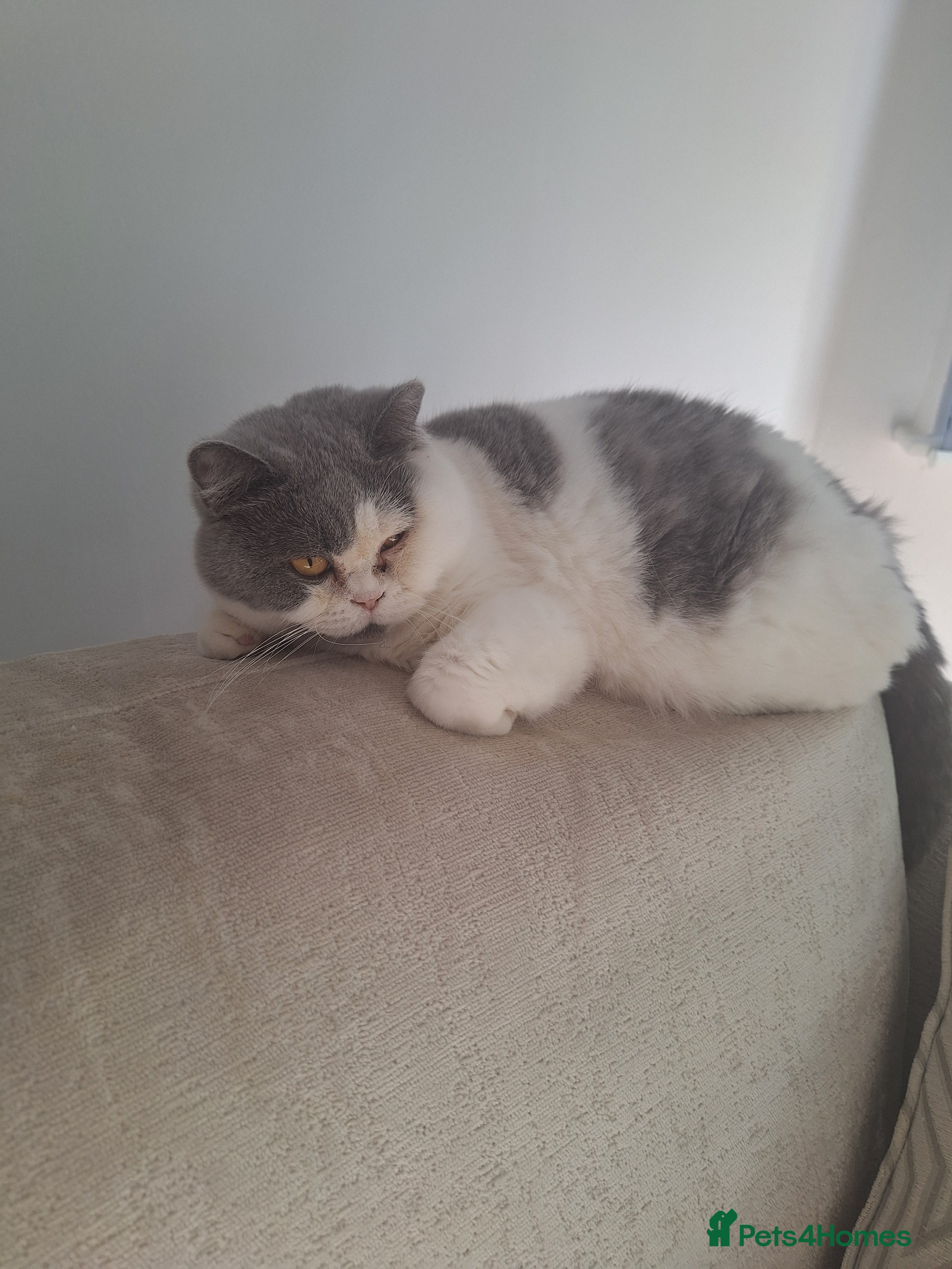 British Shorthair cats British short haired cat for sale - Advert 2