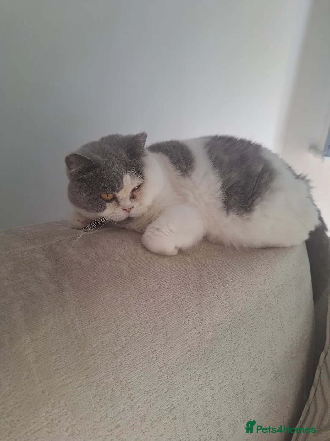 British Shorthair cats for sale: British short haired cat for sale - Advert 2