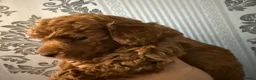 Toy Poodle dogs for sale: Tiny Toy Poodle - Advert 2
