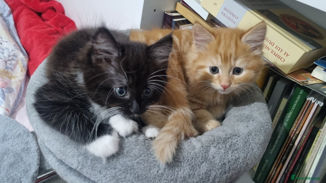 Turkish Angora cats for sale: Beautiful Fluffy Kittens Looking for Loving Homes - Image 2