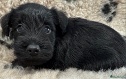 Miniature Schnauzer dogs for sale: Miniature schnauzers pups - Image 33