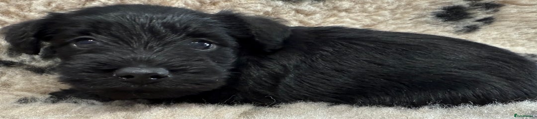 Miniature Schnauzer Puppy 1