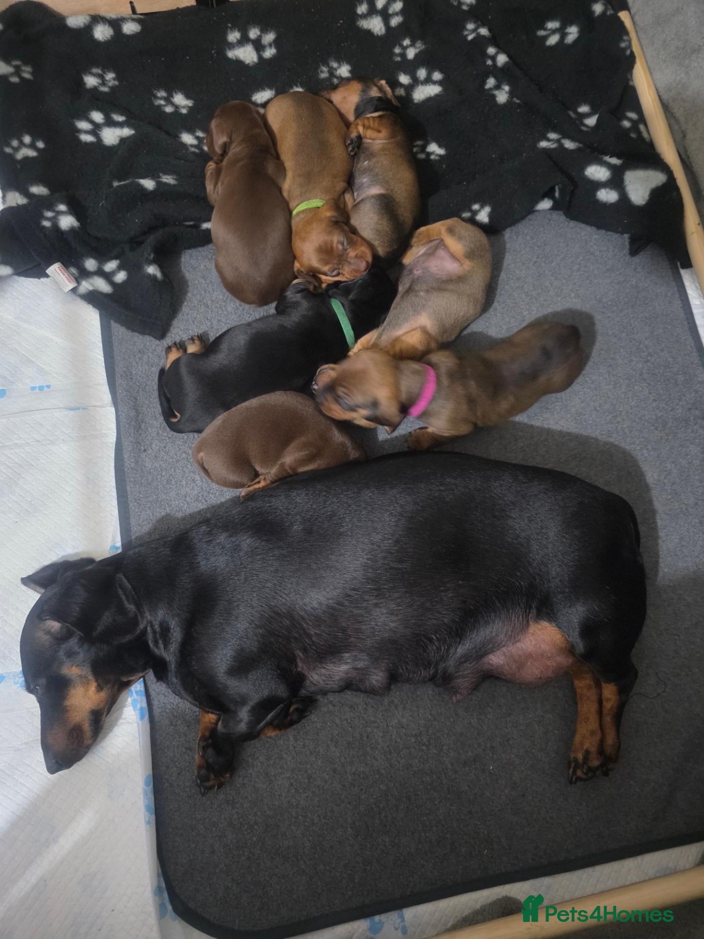 Dachshund dogs 7 dachshund pups for sale - Advert 2