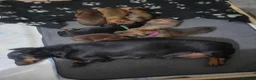 Dachshund dogs for sale: 7 dachshund pups for sale in Bradford - Advert 1