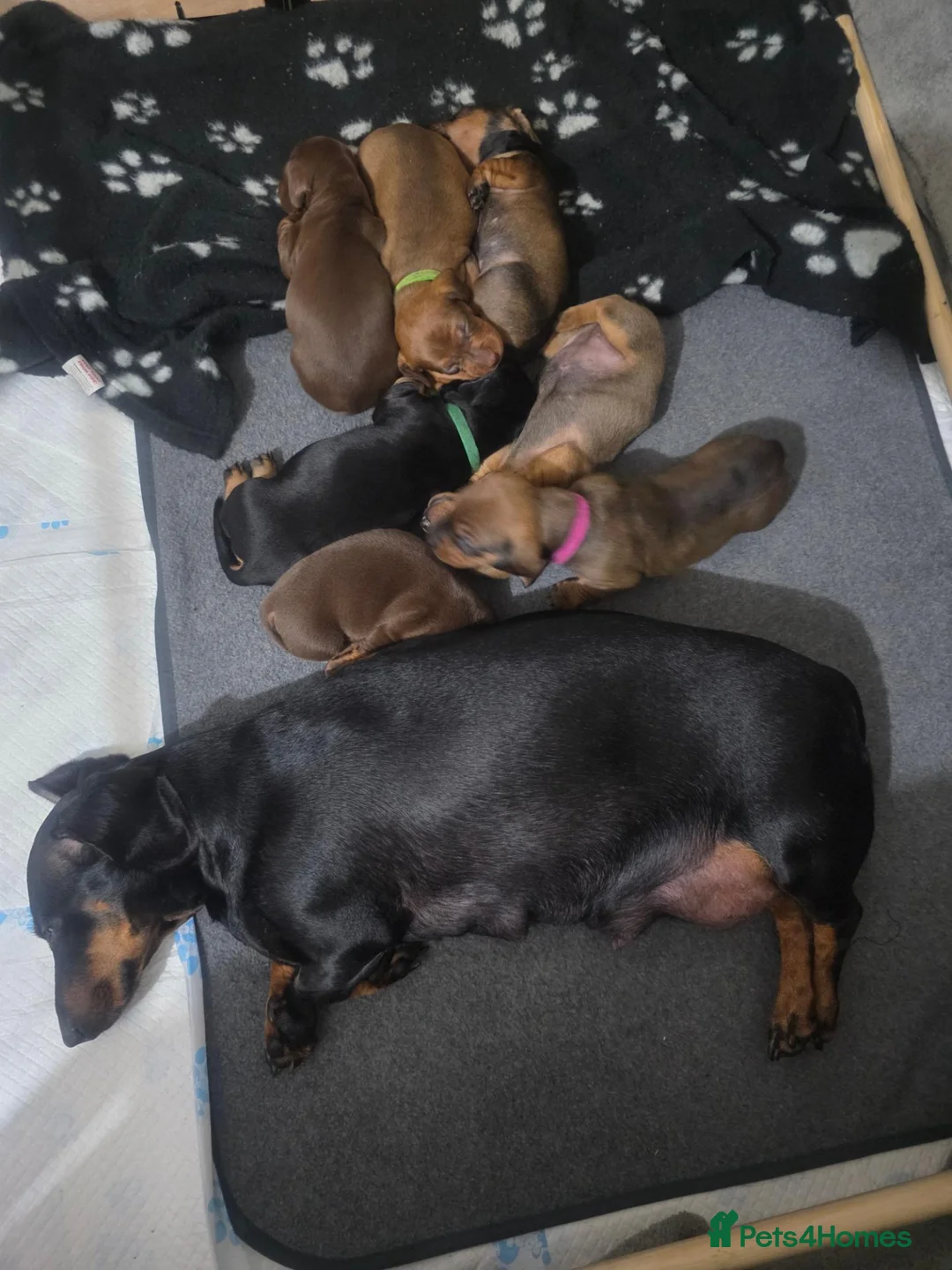 Dachshund dogs for sale: 7 dachshund pups for sale in Bradford - Advert 1