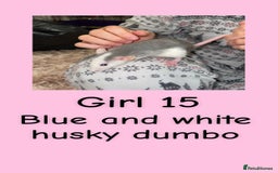 Rat rodents for sale: Beautiful baby rats looking for forever homes! - Advert 15