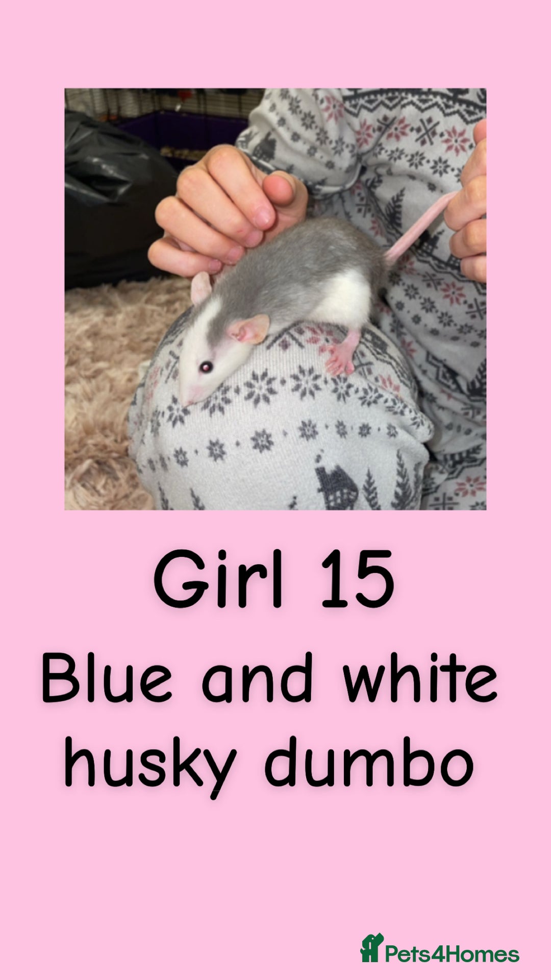 Rat rodents for sale: Beautiful baby rats looking for forever homes! - Advert 15