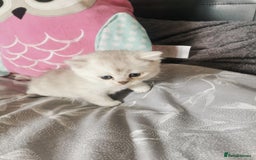 Scottish Fold cats for sale: Scottish Fold/Straight Kittens  - Image 32