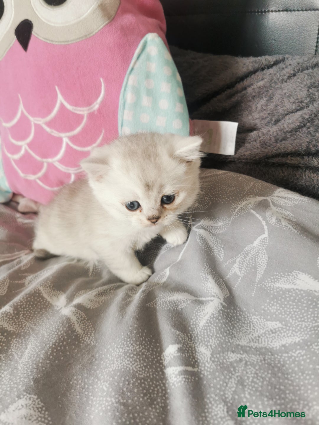 Scottish Fold cats for sale: Scottish Fold/Straight Kittens  - Image 32