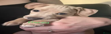 Italian Greyhound 2