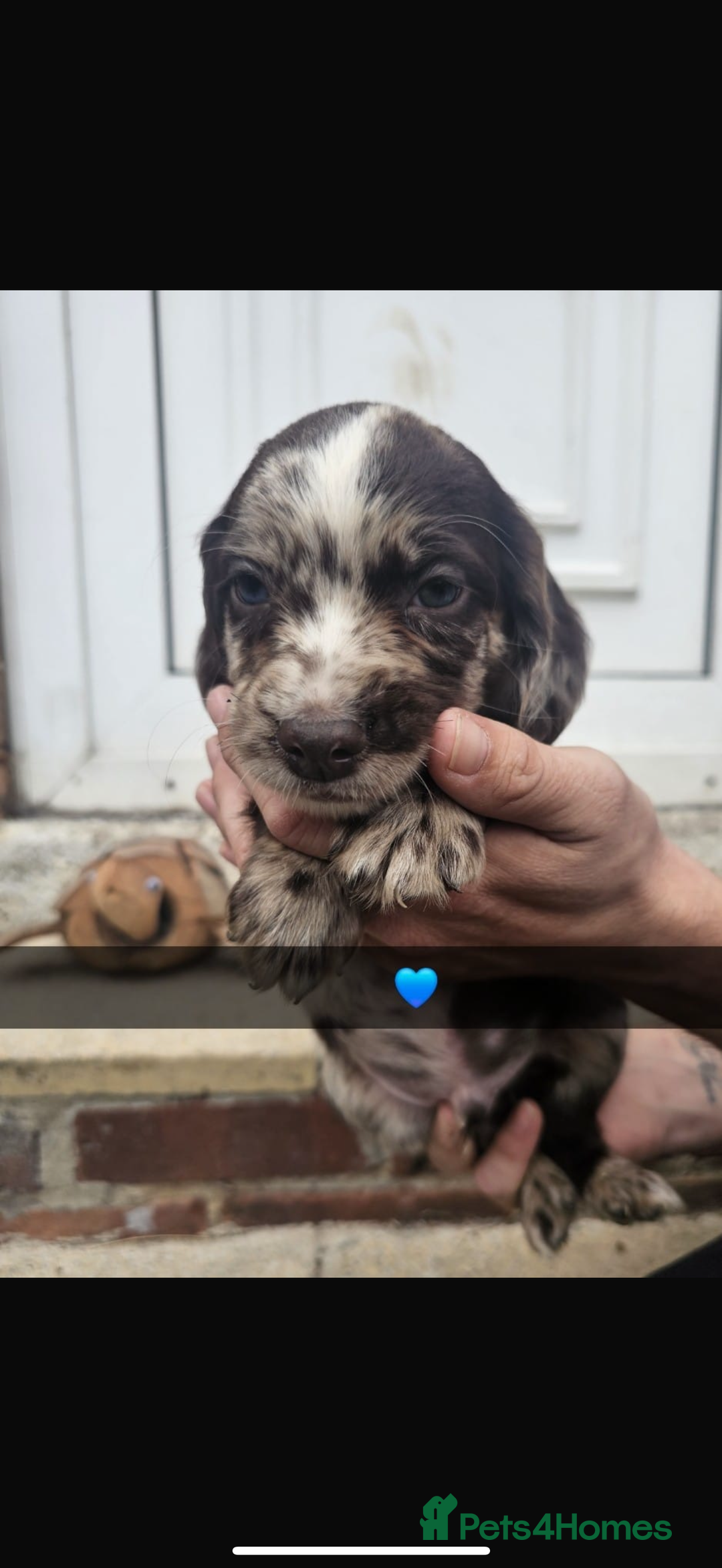 Cocker Spaniel dogs for sale: Gorgeous cocker spaniel puppies ready for new home - Image 2