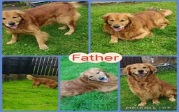 Golden Retriever dogs for sale: Gorgeous Golden Retriever Pups - Fox red  - Image 6
