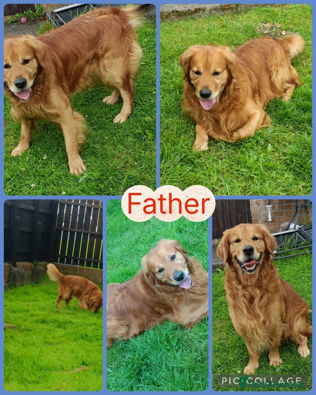 Golden Retriever dogs for sale: Gorgeous Golden Retriever Pups - Fox red  - Image 6