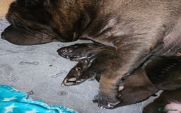 Shar Pei dogs for sale: Shar pei puppies  - Image 9