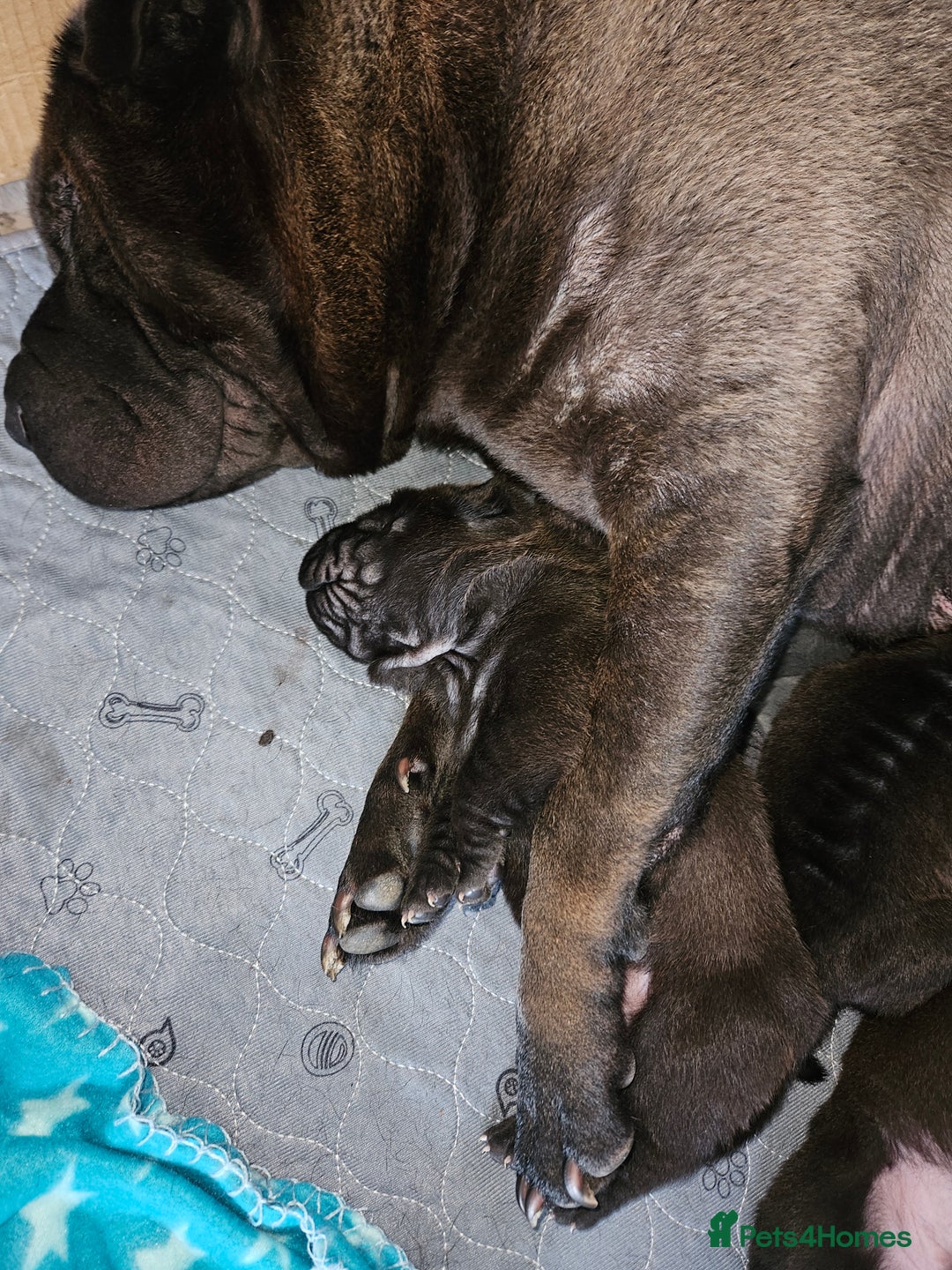 Shar Pei dogs for sale: Shar pei puppies  - Image 9