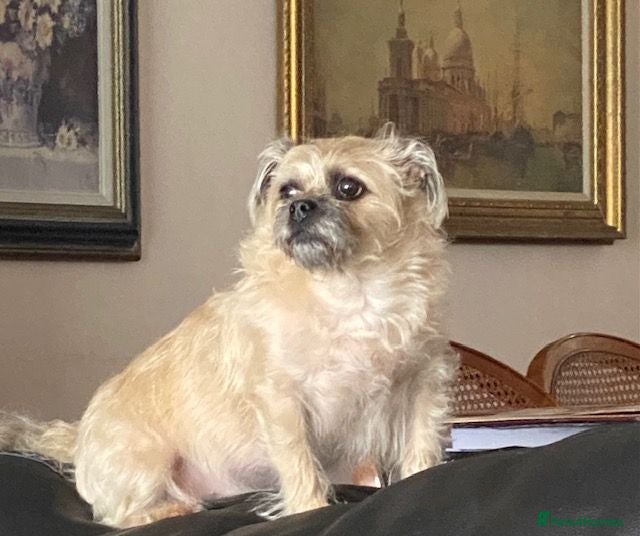 Mixed Breed dogs WANTED....WANTED FEMALE PUG X MALTESE - Advert 1