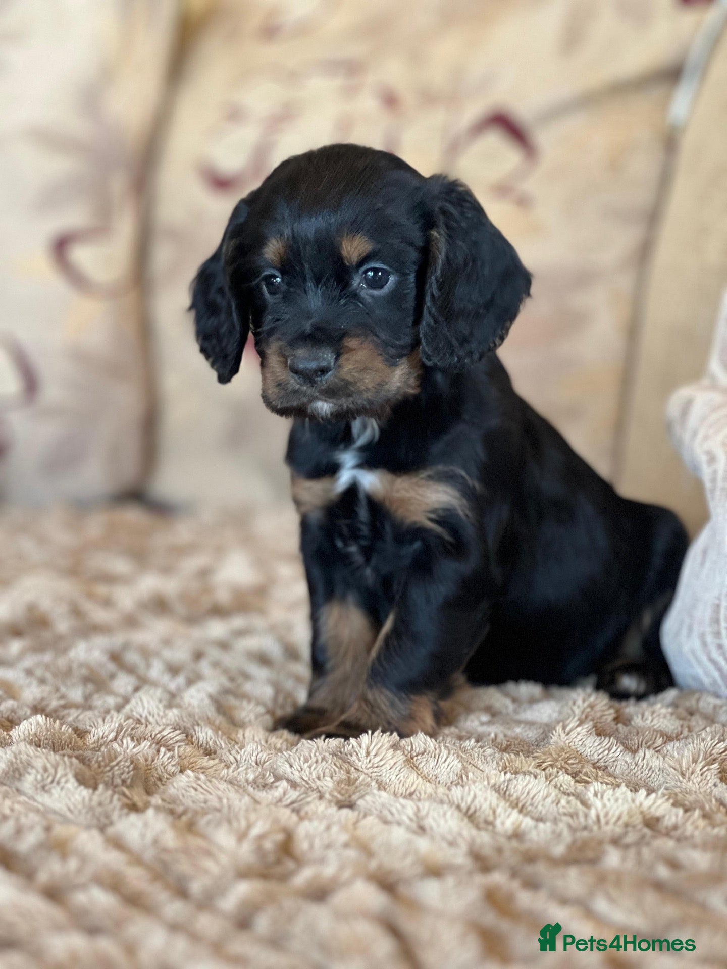 Cocker Spaniel dogs for sale: cocker spaniel puppies READY TO GO!!  - Advert 20