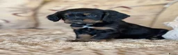 Cocker Spaniel dogs for sale: **MERLE** cocker spaniel puppies READY TO GO!!  - Advert 23