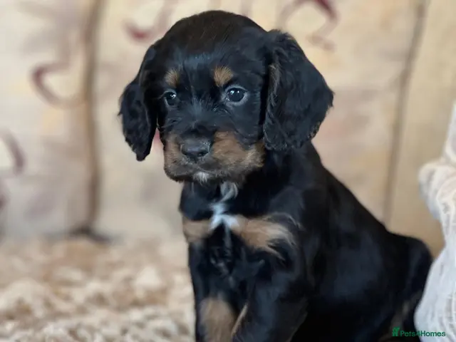 Cocker Spaniel dogs for sale: cocker spaniel puppies READY TO GO!! - Advert 20