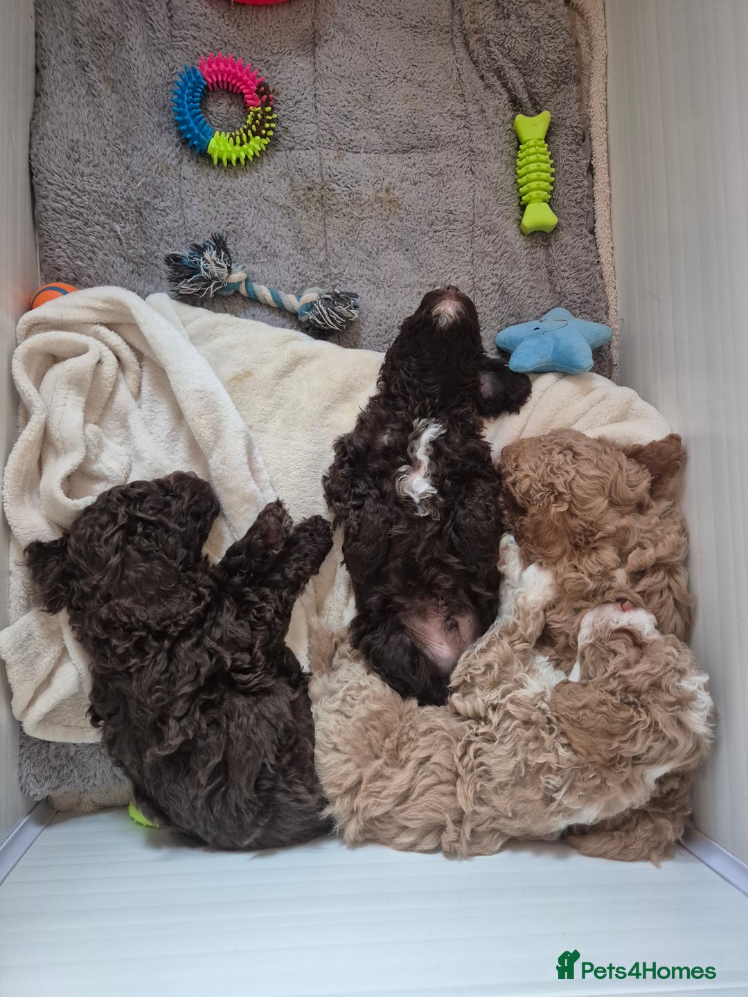 Labradoodle dogs for sale: Stunning F3 miniature labradoodles!  - Advert 16