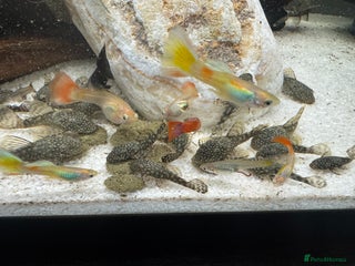 Plecos fish - Advert 4
