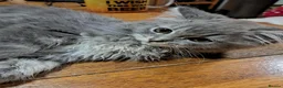 RagaMuffin cats for sale: 3 adorable Raga-per kittens. Born 7/7/26   - Advert 23