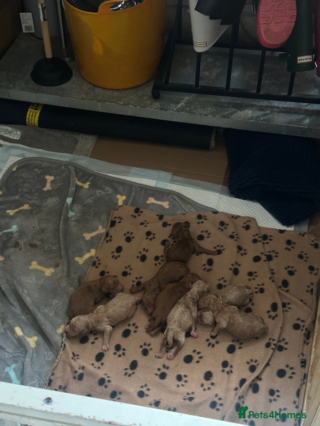 Poodle dogs for sale: Red Standard Poodle Puppies -KC 5-Gen Parents  - Image 5