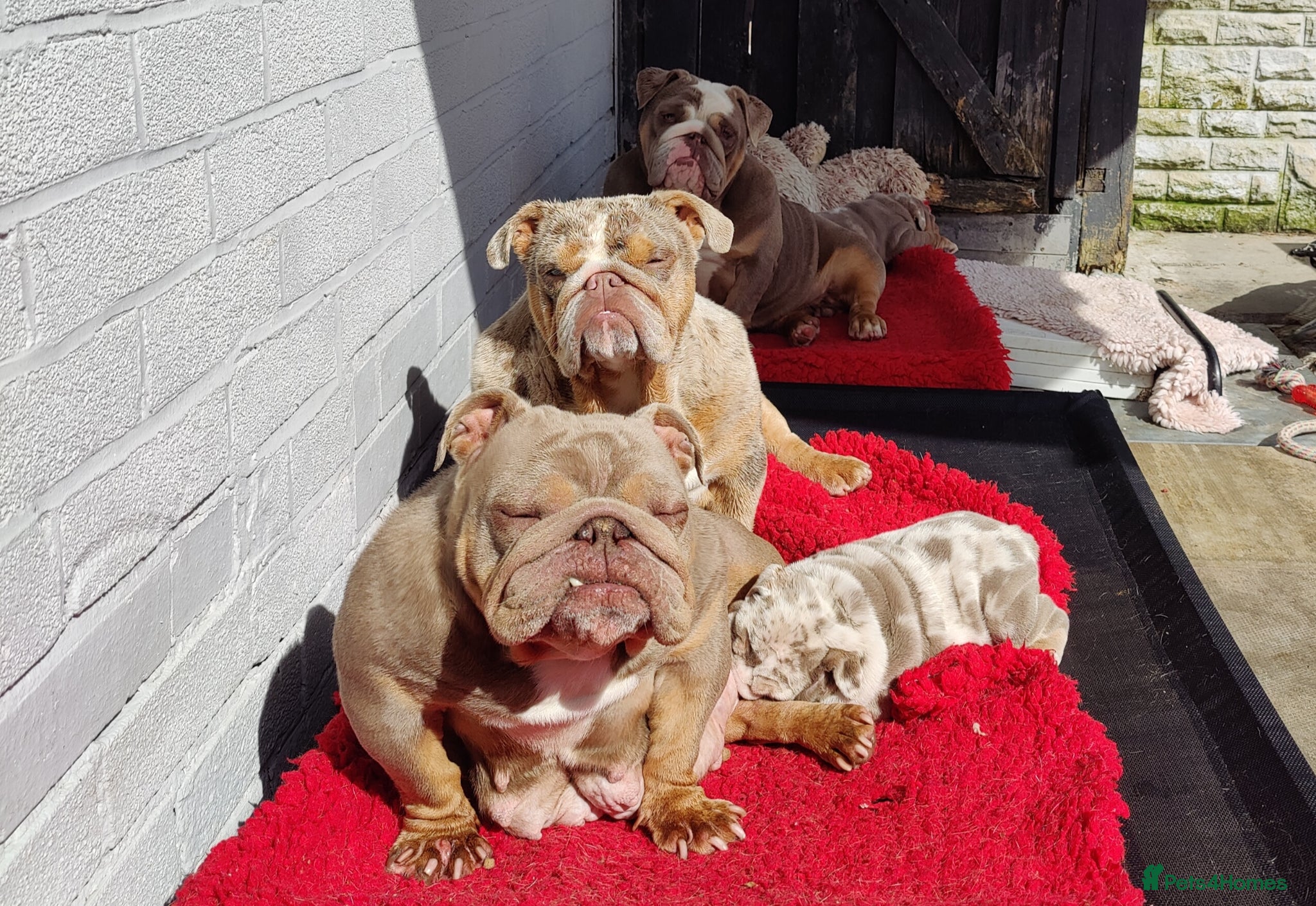 English Bulldog dogs Stunning puppy s - Advert 1