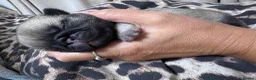 Pug dogs for sale: 9 pedigree pug puppies  in Camborne - Advert 15