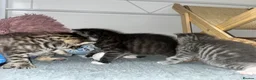 Mixed Breed cats for sale: STUNNING GREY AND WHITE TABBY BABIES FOR SALE✨ - Advert 14