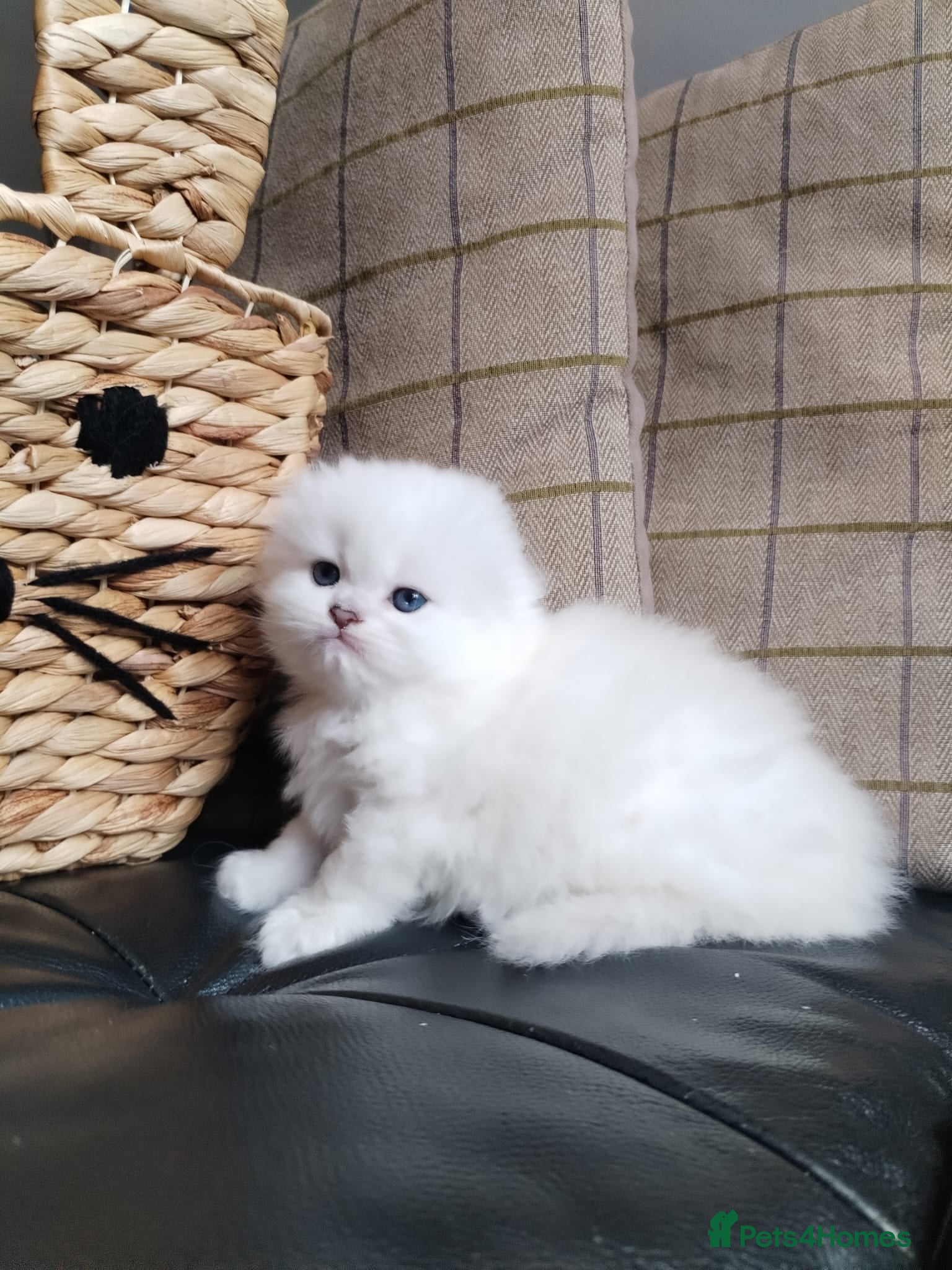 Scottish Fold cats Stunning White Scottish Fold Girl - Advert 1