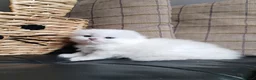 Scottish Fold cats for sale: Stunning White Scottish Fold Girl - Advert 1