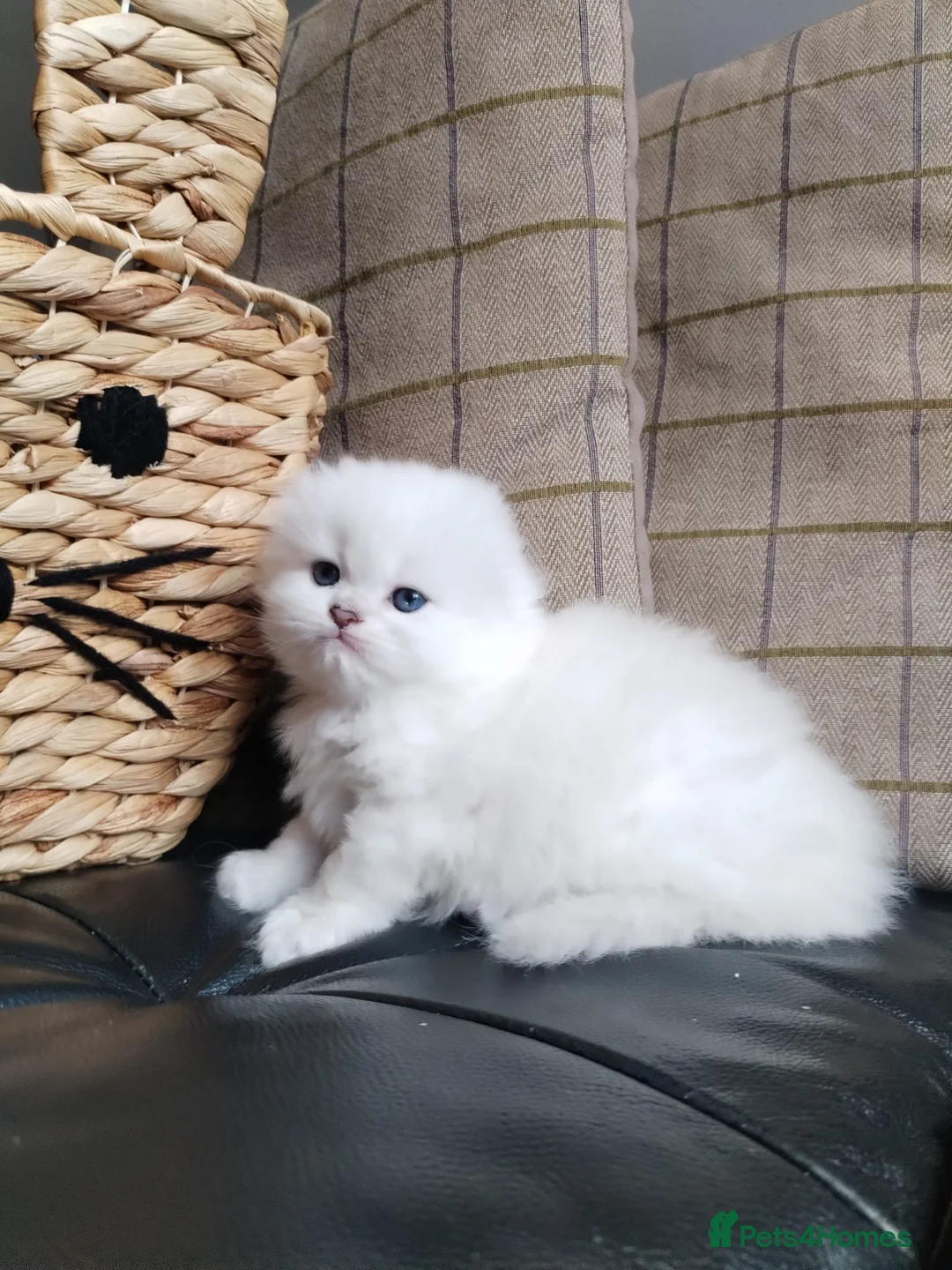 Scottish Fold cats for sale: Stunning White Scottish Fold Girl - Advert 1