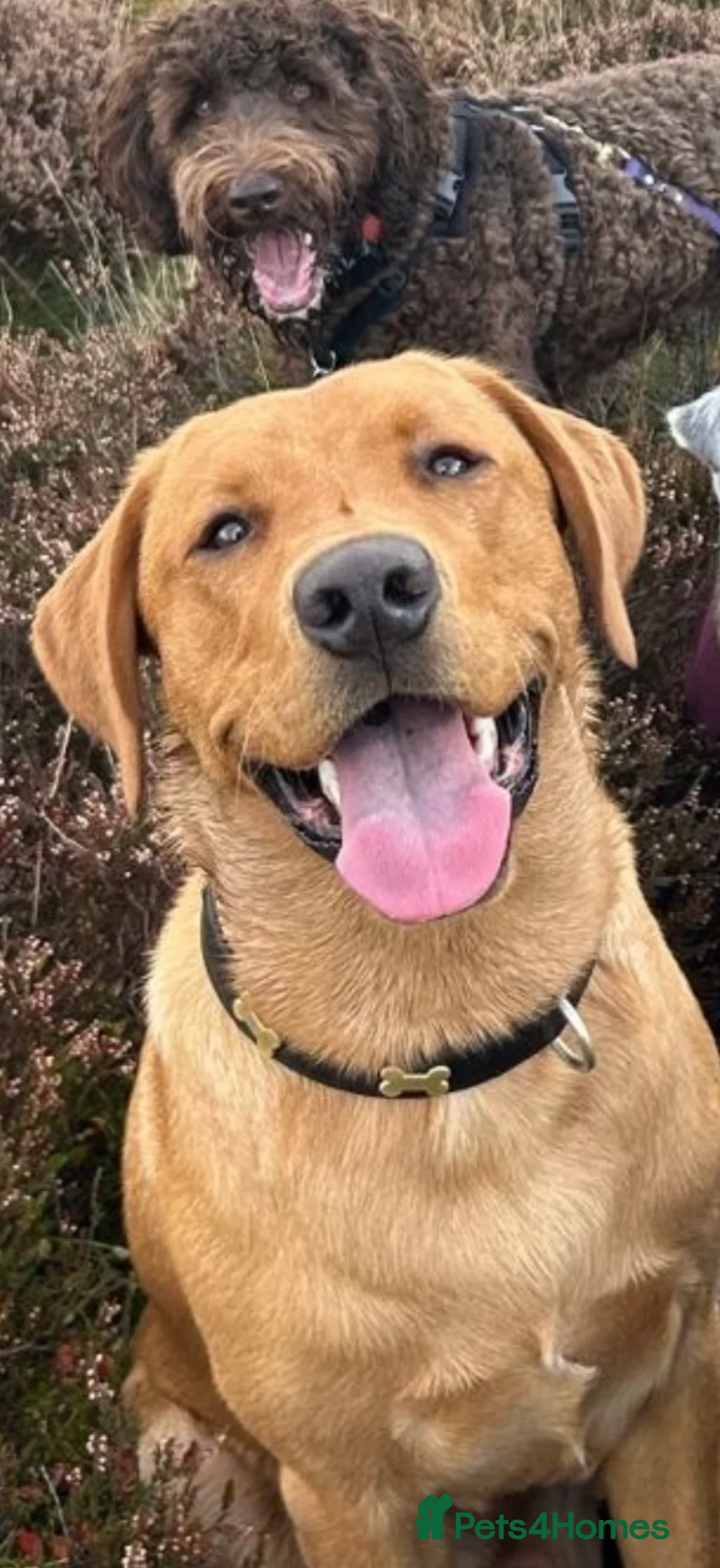 Labrador Retriever dogs for stud: Fox red for stud in Edinburgh - Advert 5