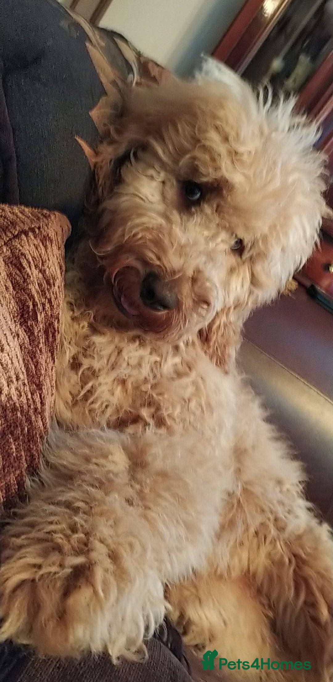 Labradoodle dogs for sale: stunning F2 labradoodle puppies... Available now - Advert 36